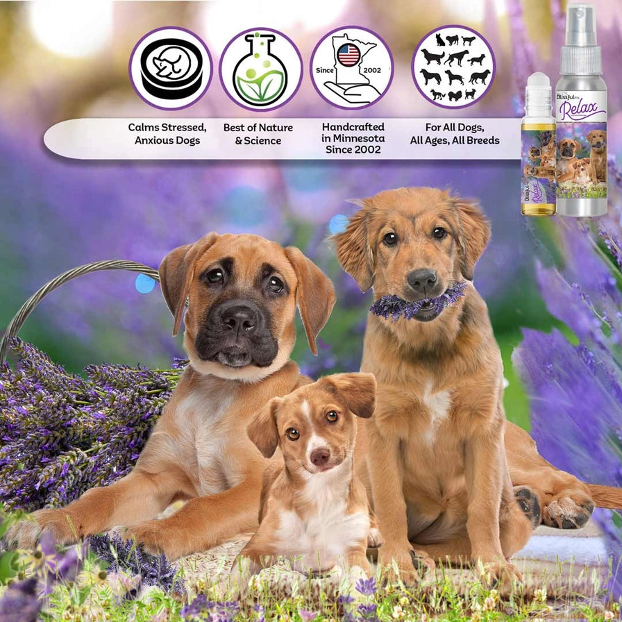 Relax Dog Aromatherapy Calming Spray & Roll-On