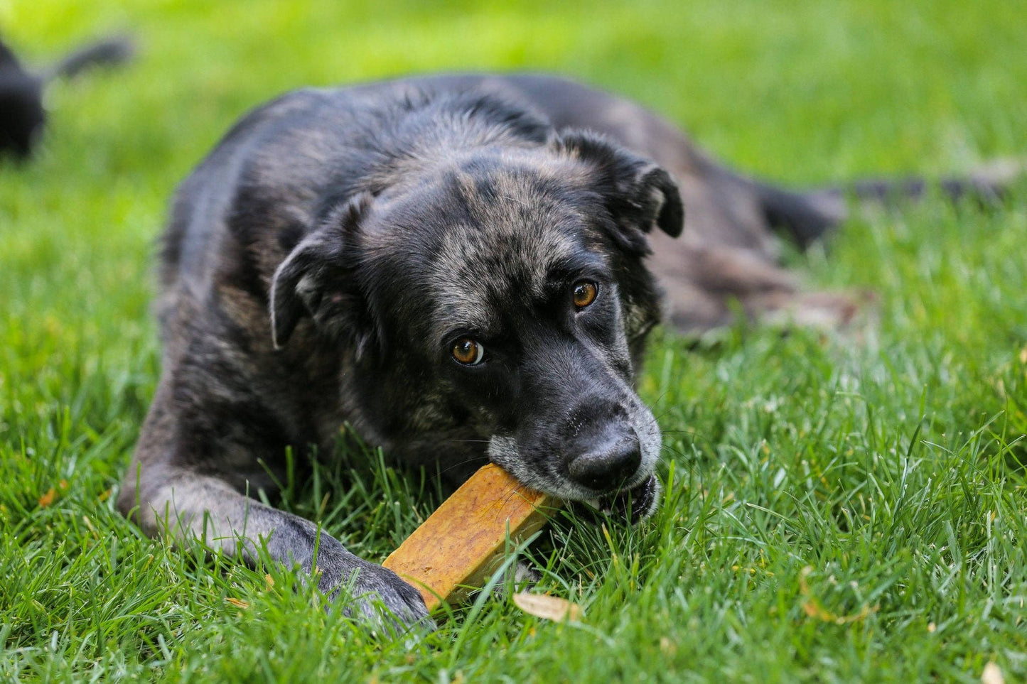 Healthy Dog Chews - Yak Cheese Chews Bulk SM/MD 1LB