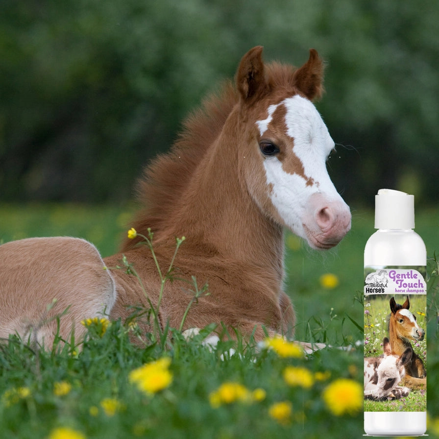 The Blissful Horses Gentle Touch Shampoo - 16 Ounce