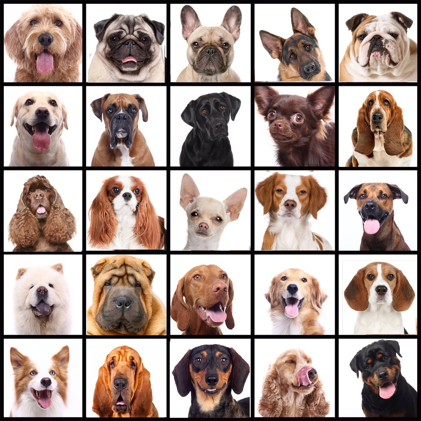 The Blissful Dog - Blissfully Fresh Dog Ear Cleaner in 4, 8, 16 oz: 16 oz