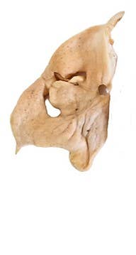 Willy's Wags Natural Pet Treats - Lamb Snouts