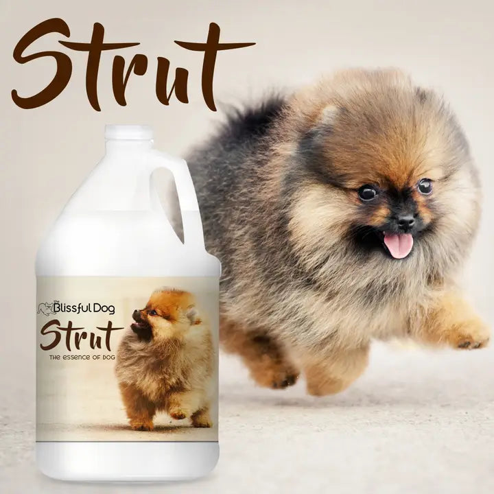 Strut Dog Cologne | the Essence of Dog Gallon