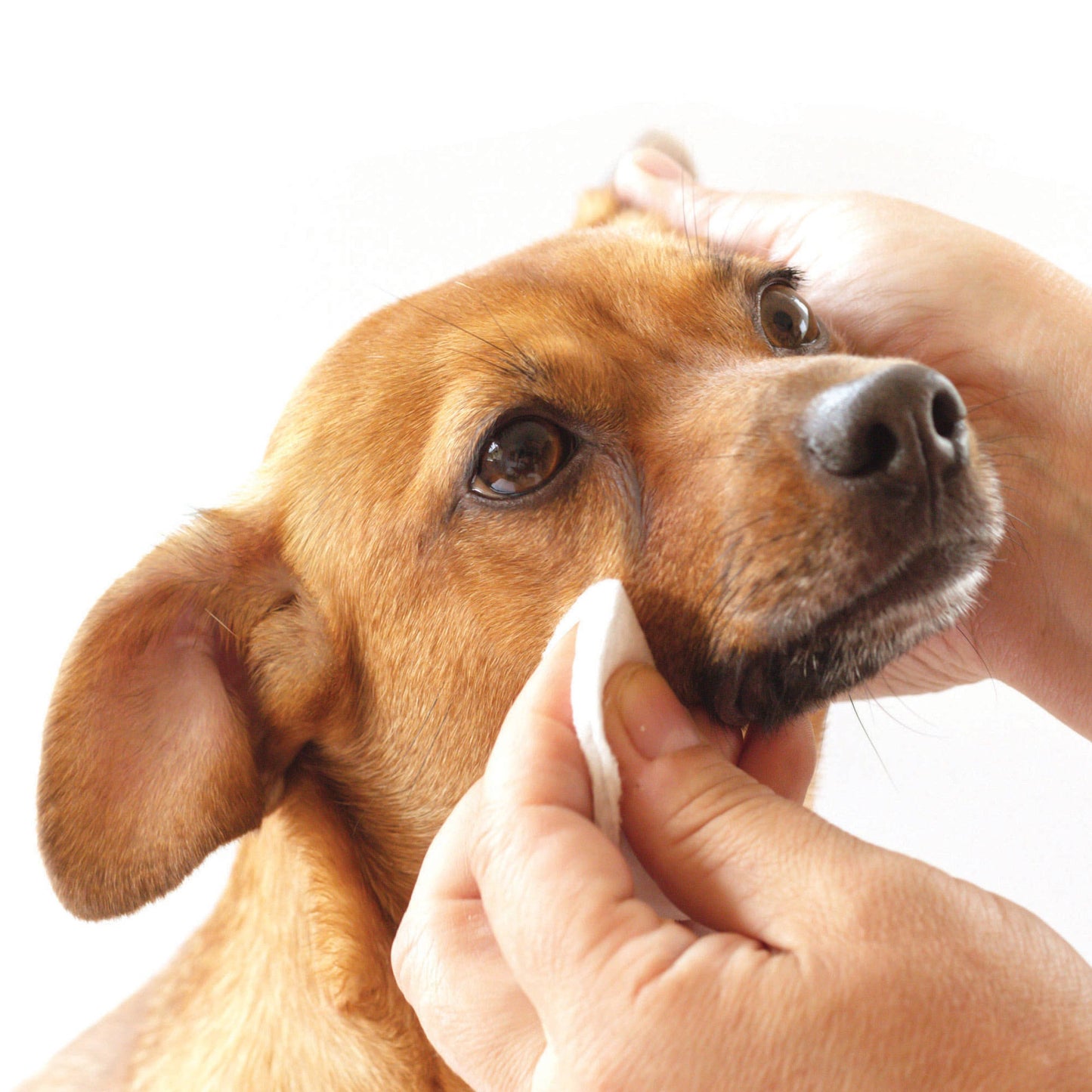 Pure and Natural Pet - Tear Stain Removing Under Eye Wipes for Dogs