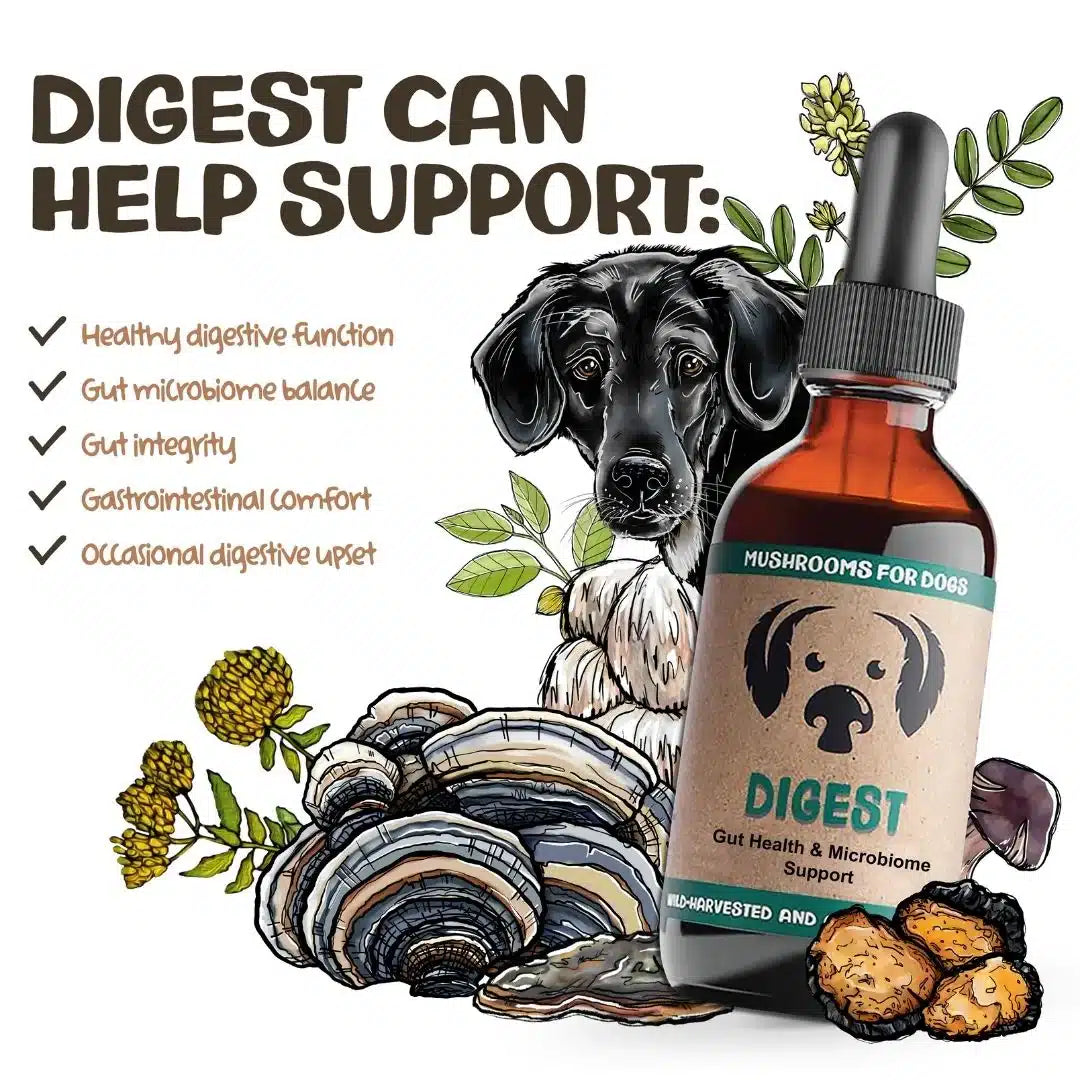 Digest by MycoDog Mushroom Extract & Adaptogen Tincture