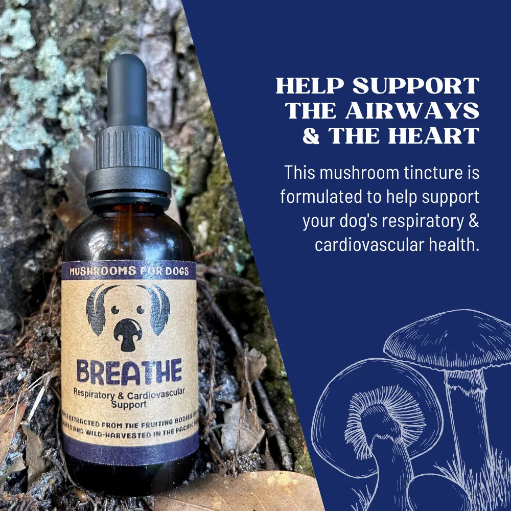 Breathe by MycoDog Mushroom Extract & Adaptogen Tincture