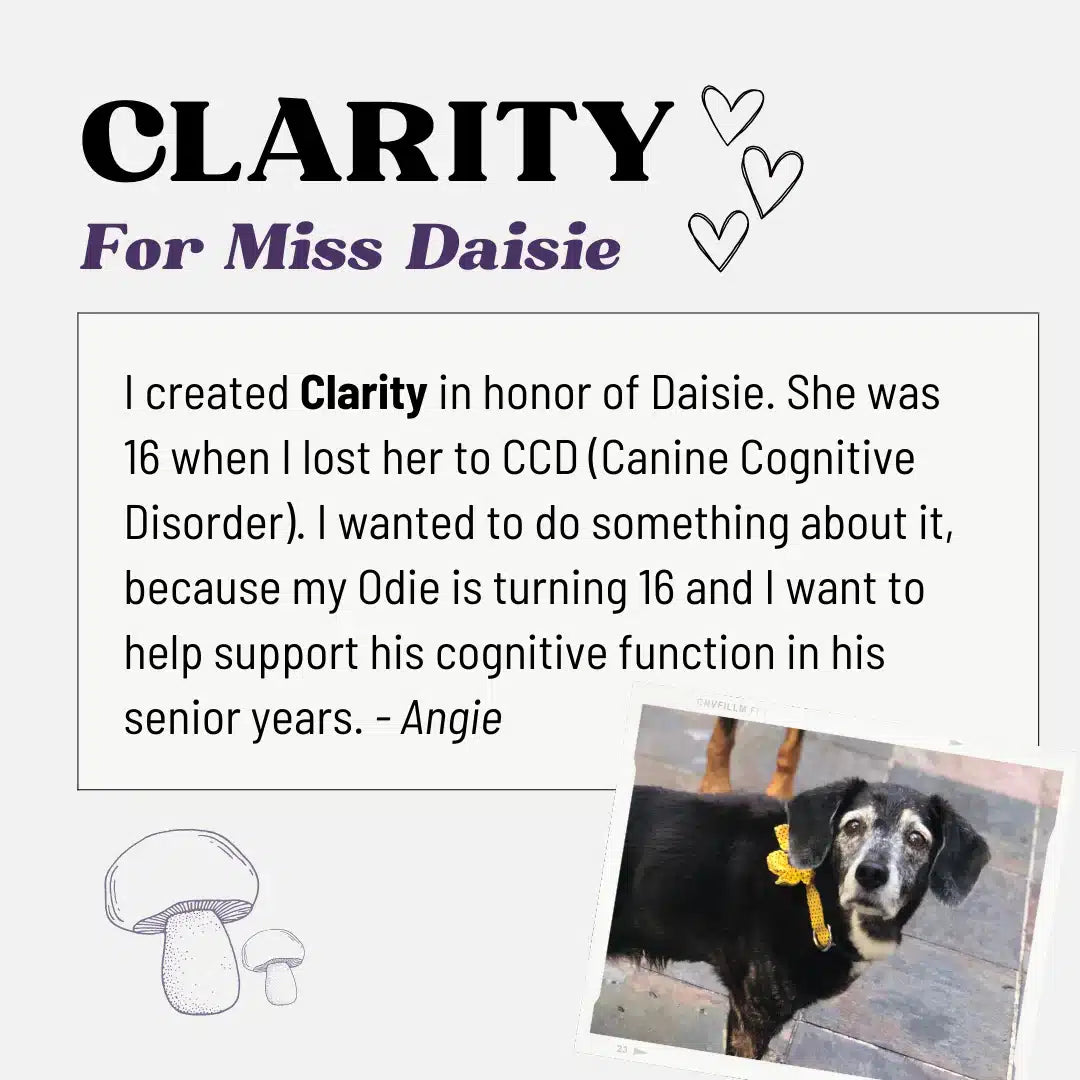 Clarity by MycoDog Mushroom Extract & Adaptogen Tincture