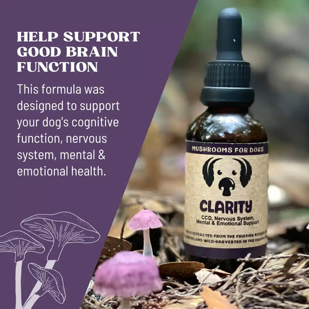 Clarity by MycoDog Mushroom Extract & Adaptogen Tincture