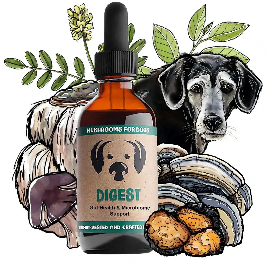 Digest by MycoDog Mushroom Extract &amp; Adaptogen Tincture