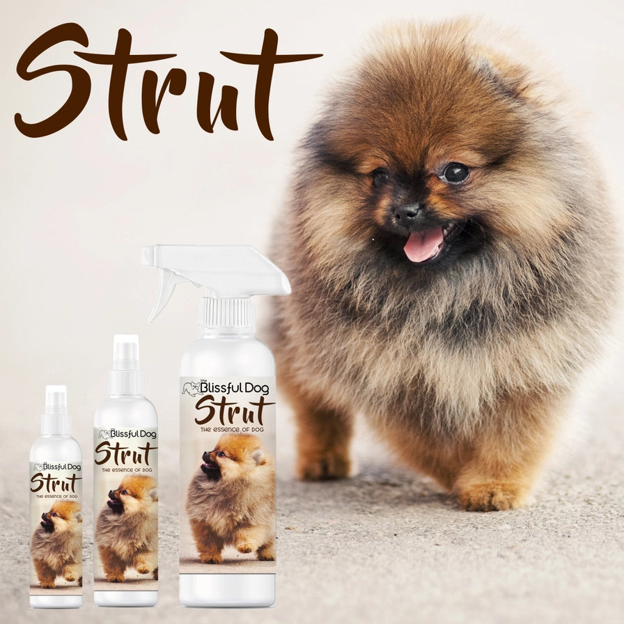 Strut Dog Cologne | Sniffing Irresistable 4,8,16 oz