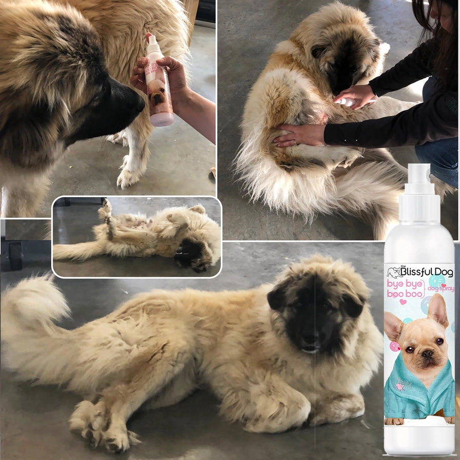 Bye Boo Boo Spray For Itchy, Irritated Dog Skin