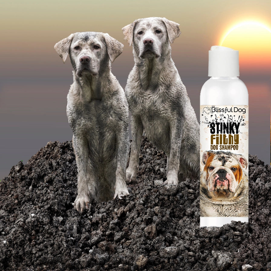 Stinky Filthy Dog Shampoo for Your Filthy Animal of a Dog