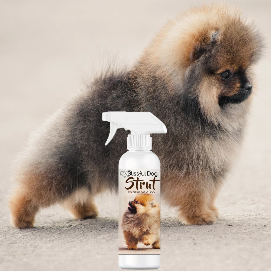 Strut Dog Cologne | Sniffing Irresistable 4,8,16 oz