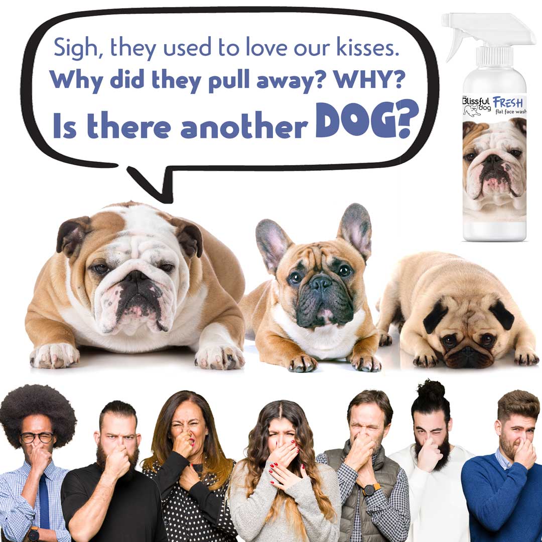 Fresh Flat Face Wash | Flat & Wrinkle Dog Faces