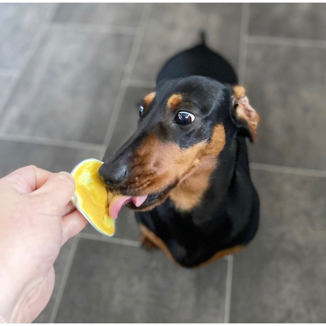 Poochbutter with Turmeric