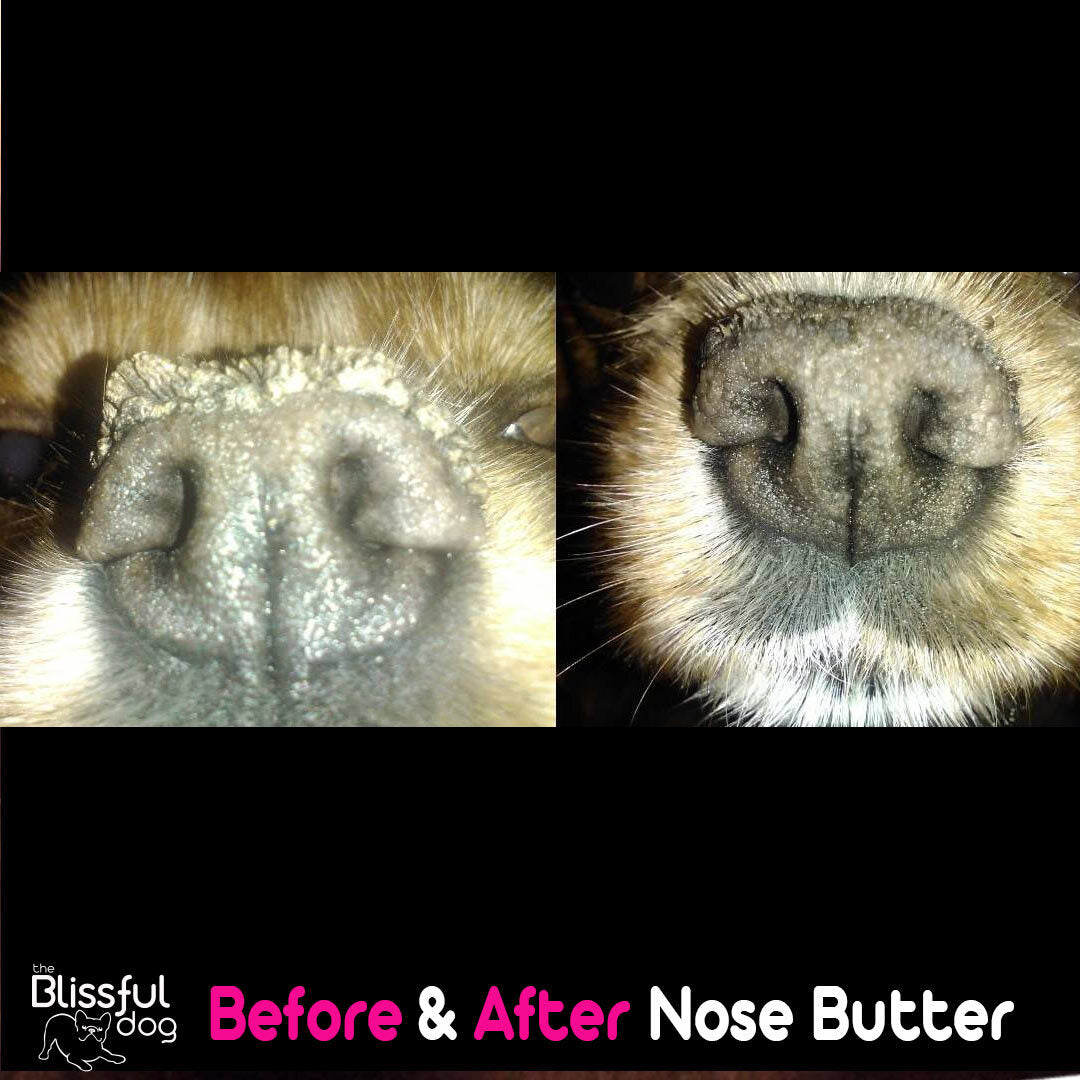 Nose Butter for Rough, Dry Dog Noses