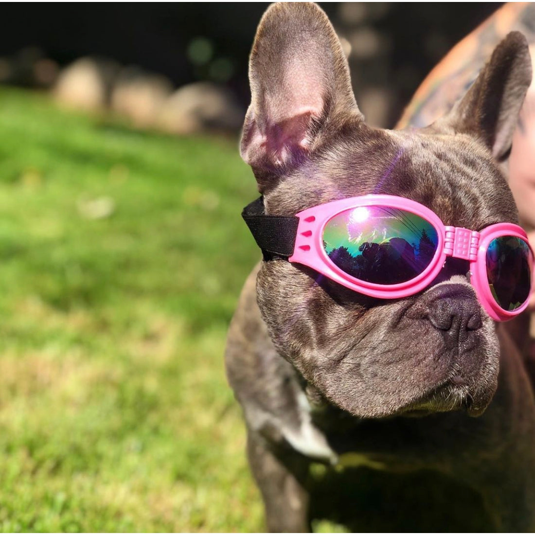 K9 Sport Shades - Dog Goggles