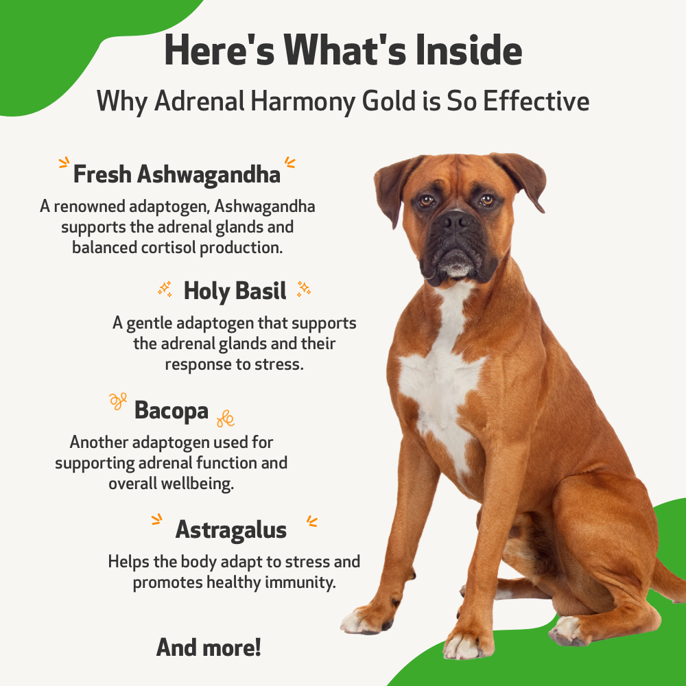 Pet Wellbeing - Adrenal Harmony Gold - for Dog Cushing&