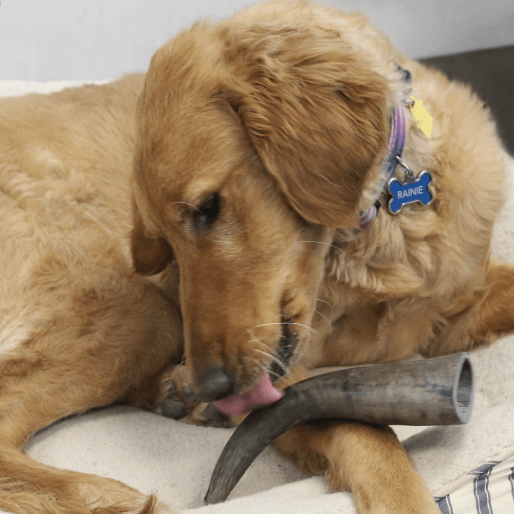 Peaks N Paws Water Buffalo Dog Chew - Medium