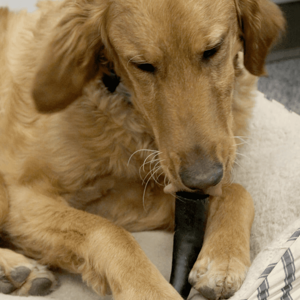 Peaks N Paws Water Buffalo Dog Chew - Small