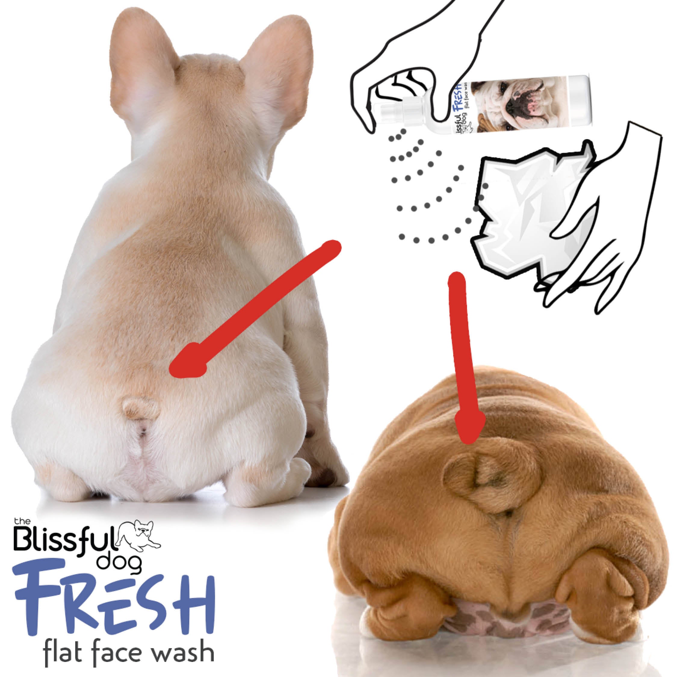 Fresh Flat Face Wash | Flat & Wrinkle Dog Faces